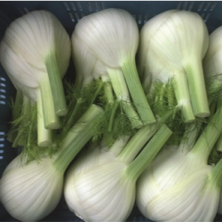 Fenkuł  Dragon  F1  2500 nasion ZW ST